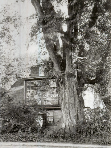 Photograph of the Elm and House from around the time Woodward painted it.