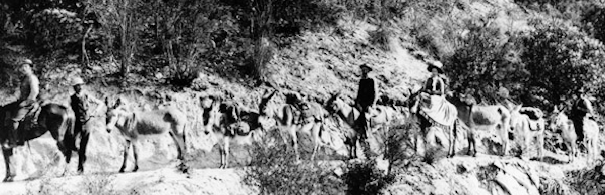 A mule train bound for Arroyo Seco, circa 1905.