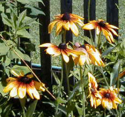 The Gloriosa Daisy, still flowering at the former Southwick studio, developed by Dr. Blakeslee 