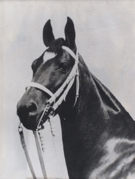 Photograph of the horse White Heart 
