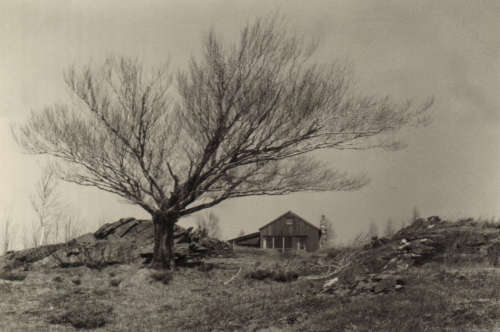 F. E. Williams photograph of the Heath Pasture studio and the beech tree 