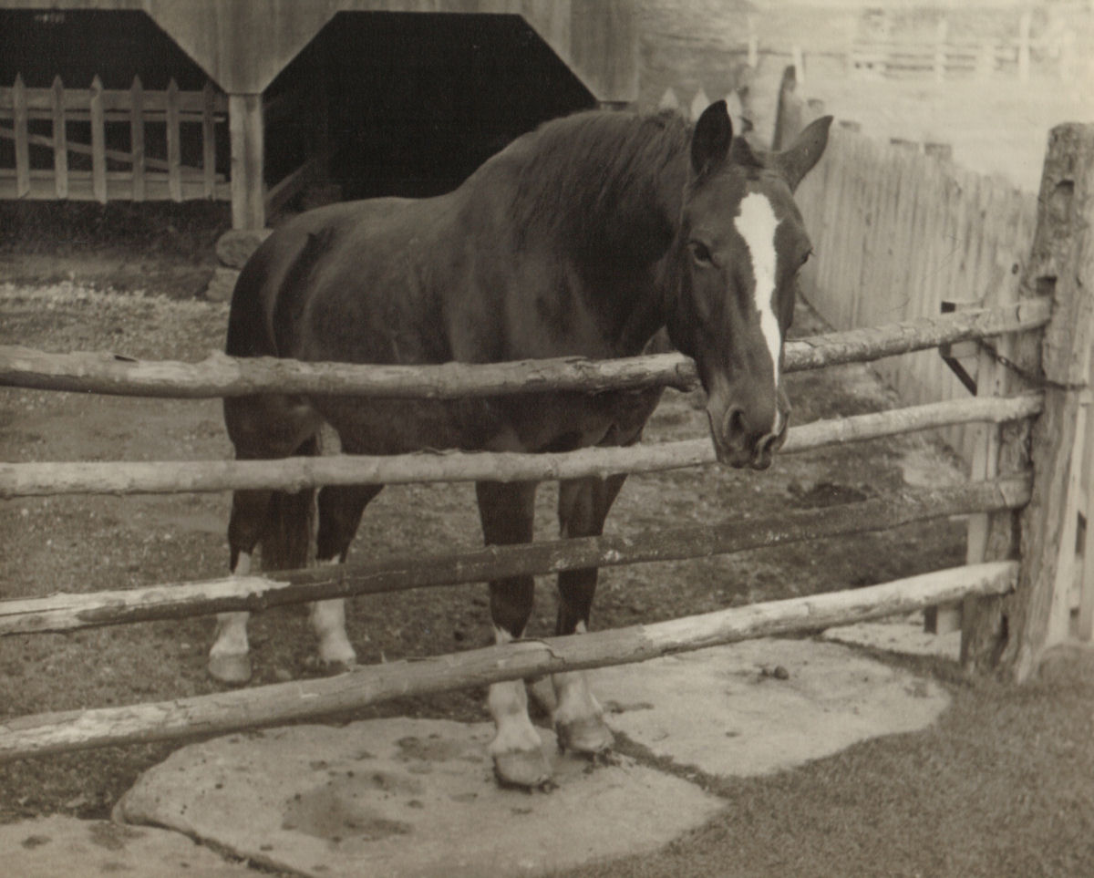 A horse named Lady,  Robert Strong Woodward's third and last. Note the cleats on her horseshoes for better traction on ice and snow. 