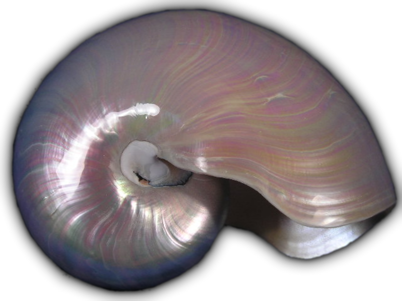 The Chambered Nautilus shell