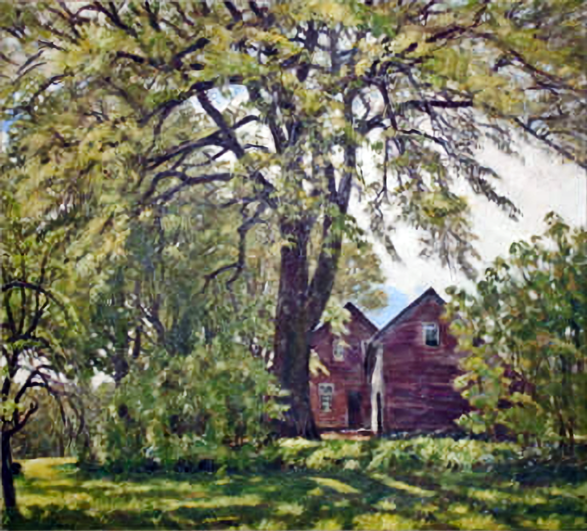 Dooryard Elm High Resolution