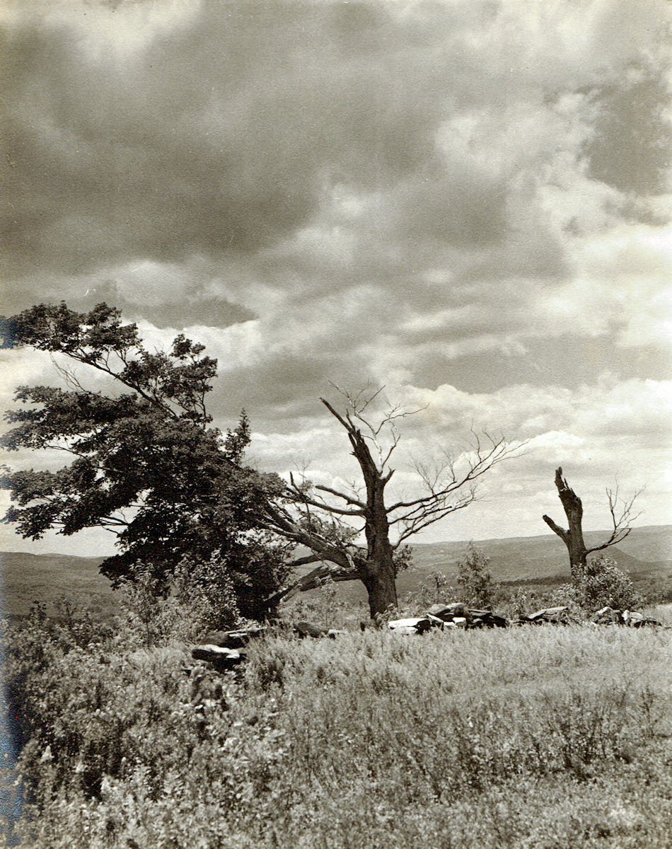 A photograph of the Double Victory trees