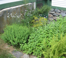 The Herb Garden