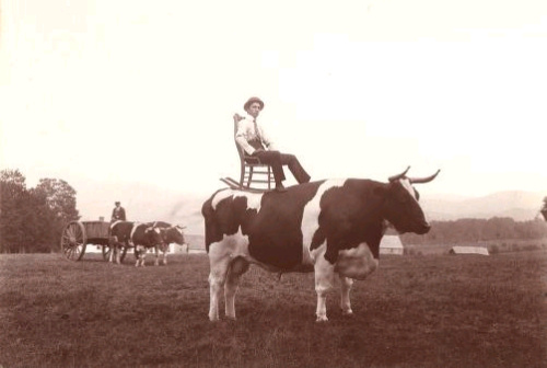Jim Avery on one of his large oxen, 1900.  Note the Carter Farm in the background.  